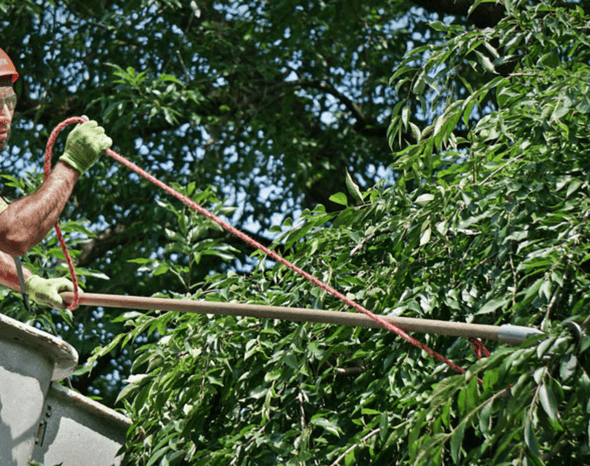 Our Tree Removal Process