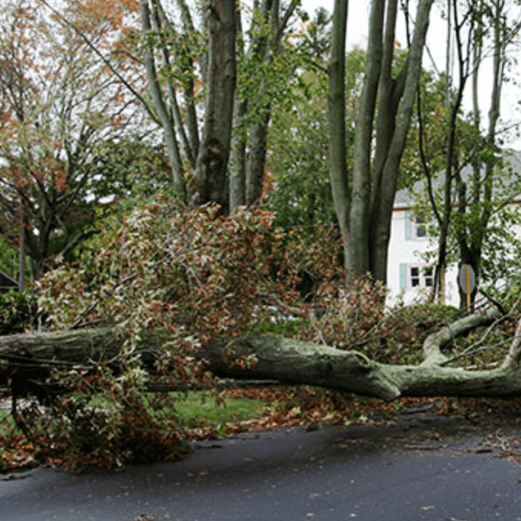 The Importance of Professional Storm Clean Up