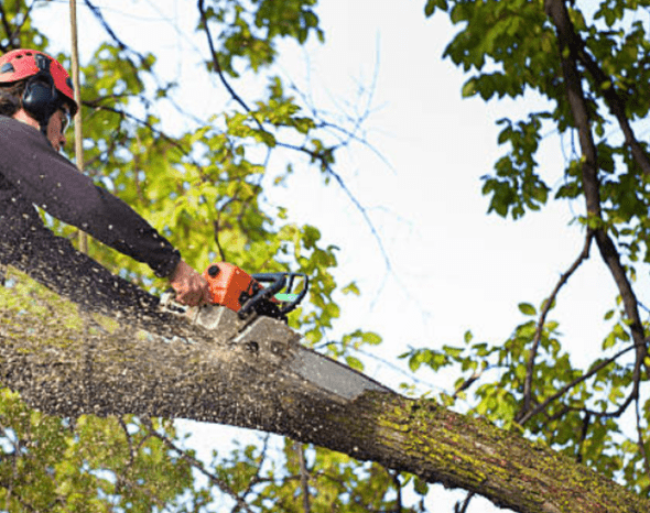 The Importance of Professional Tree Removal in Denton