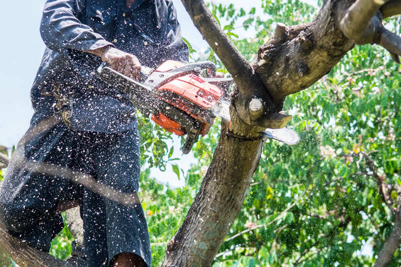 Tree Removal and Trimming